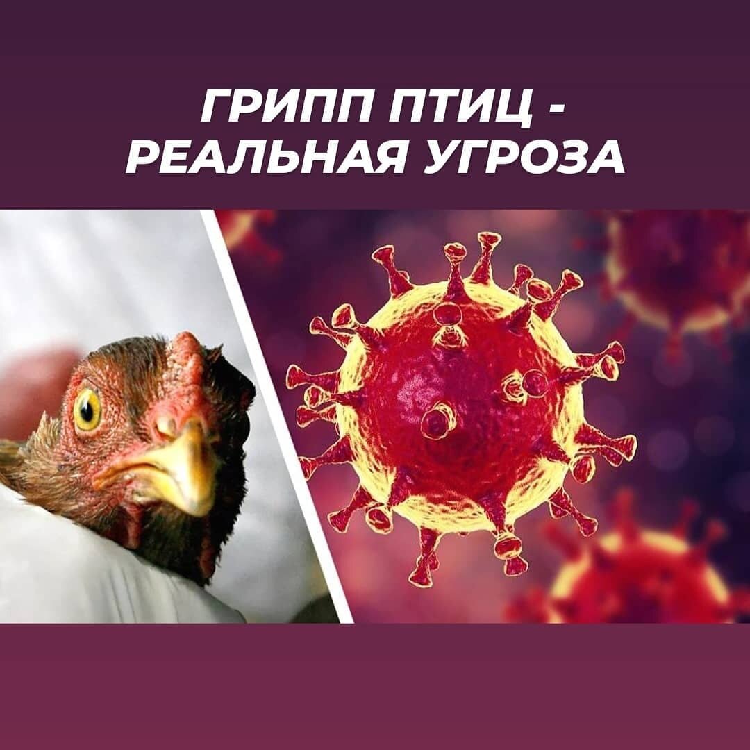 Грипп птиц - особо опасное вирусное заболевание.