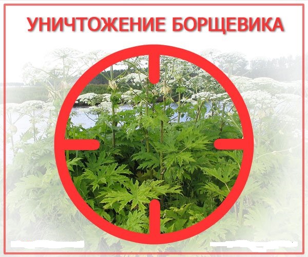 Обработка территории поселения гербицидными препаратами в целях борьбы с растением «борщевик Сосновского».