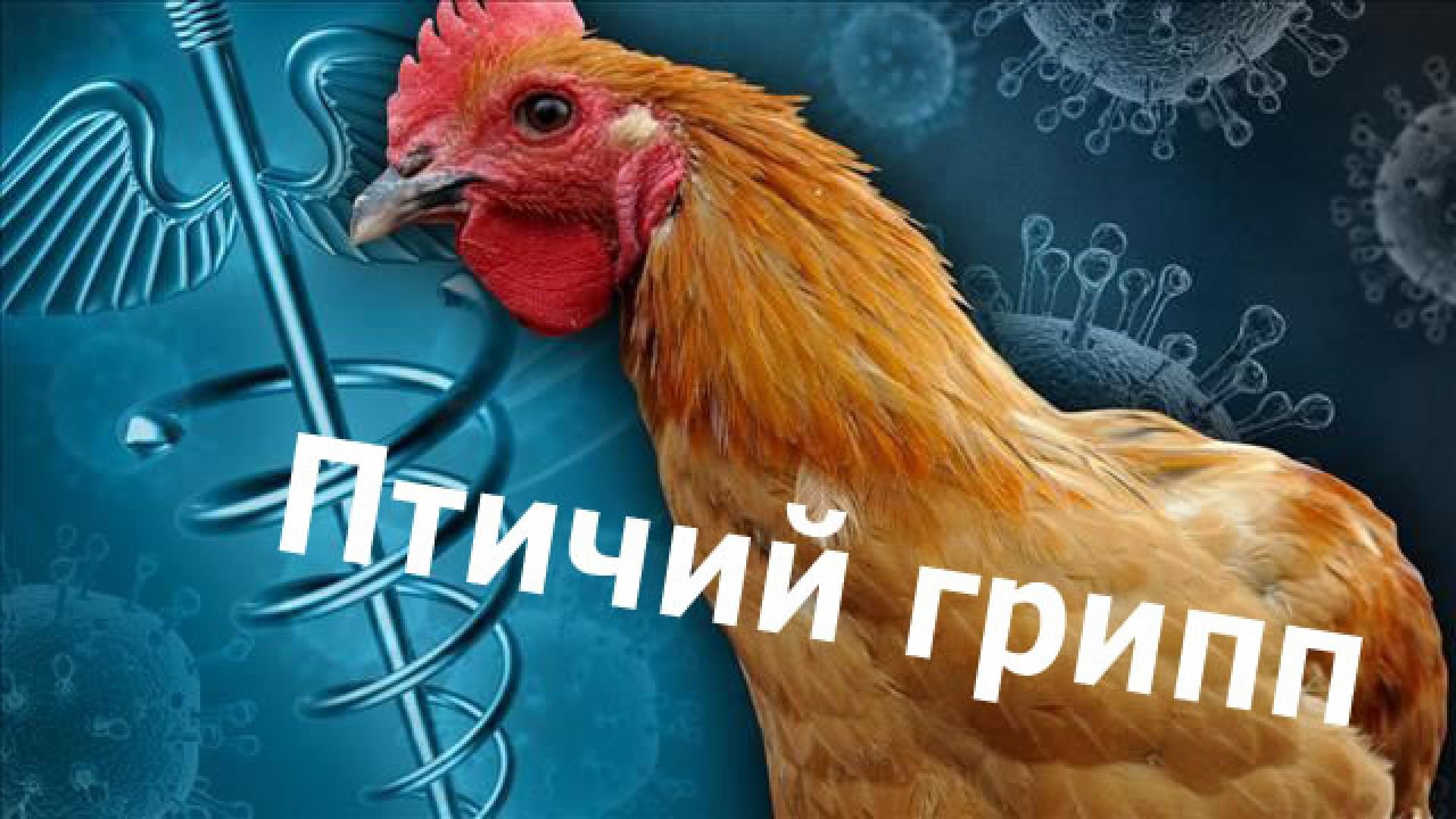 О мерах профилактики гриппа птиц.